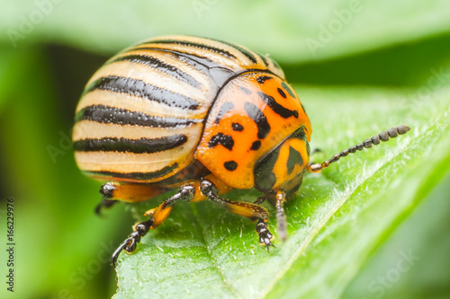 Colorado potato beetle eats potato leaves, close-up © andrei310