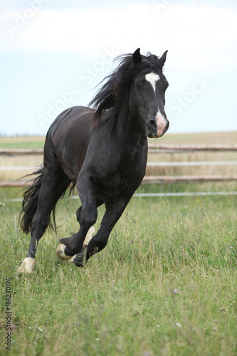 Fototapeta Naklejka Na Ścianę i Meble -  Amazing black stallion running on pasturage