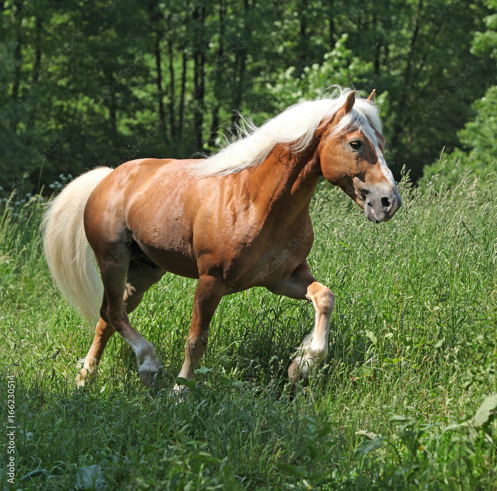 Amazing haflinger running on pasturage Amazing haflinger running on pasturage
