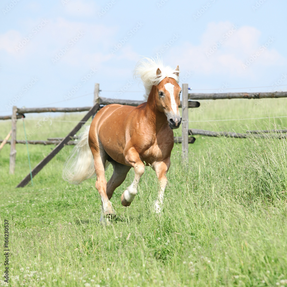 Amazing haflinger running on pasturage Amazing haflinger running on pasturage