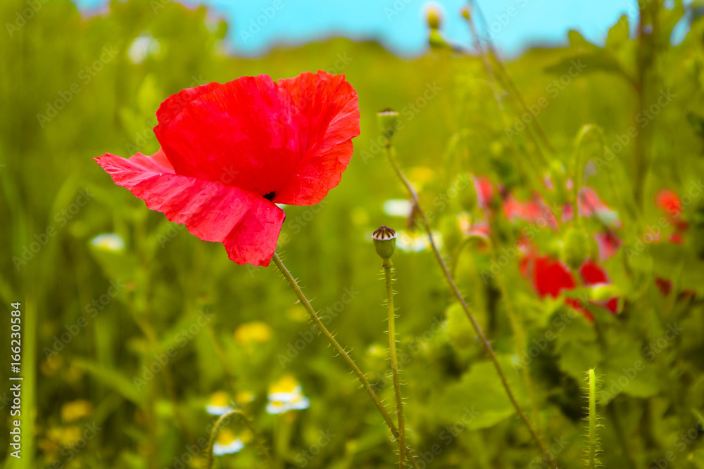 Fototapeta premium Beautiful poppy flowers on the meadow, mountain nature, summertime. Photo depicts red poppies, colorful meadow flowers, growing in the green grass. Close up, macro view.