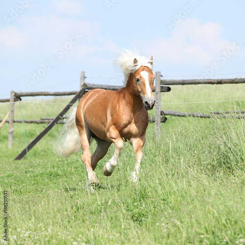 Amazing haflinger running on pasturage