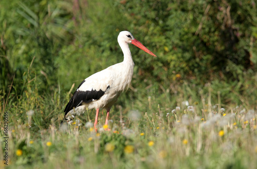 Single white stork (Ciconia ciconia) walking through a green meadow looking for food.