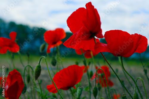 Beautiful poppy flowers on the meadow, mountain nature, summertime. Photo depicts red poppies, colorful meadow flowers, growing in the green grass. Close up, macro view.