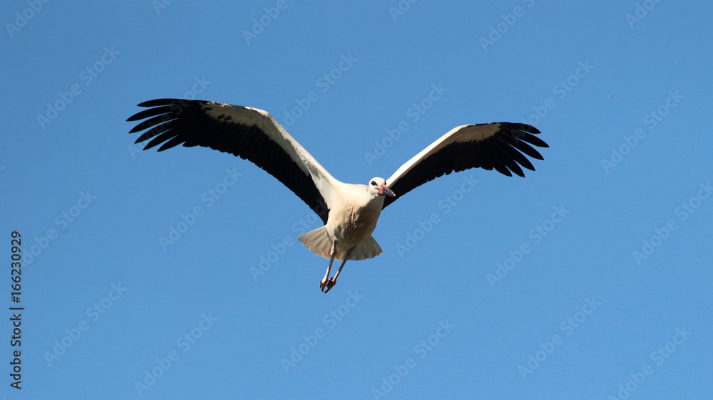 Obraz premium White stork (ciconia ciconia) flying.