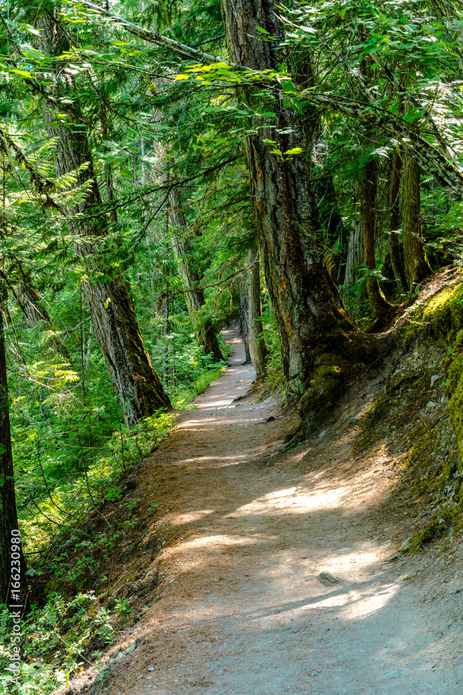 Fototapeta premium Forest pathway