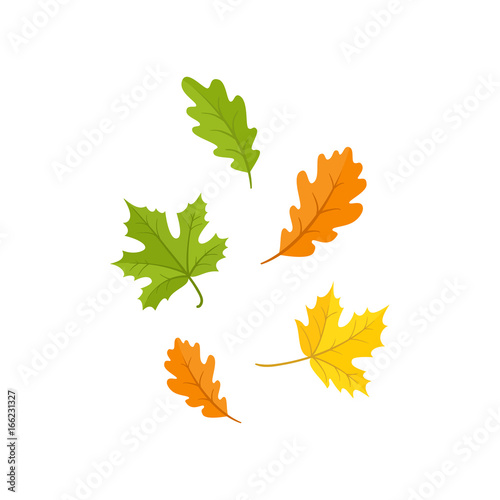 Colorful set of oak and maple fall, autumn leaves, cartoon style vector illustration isolated on white background. Simple cartoon style oak and maple fall, autumn leaves