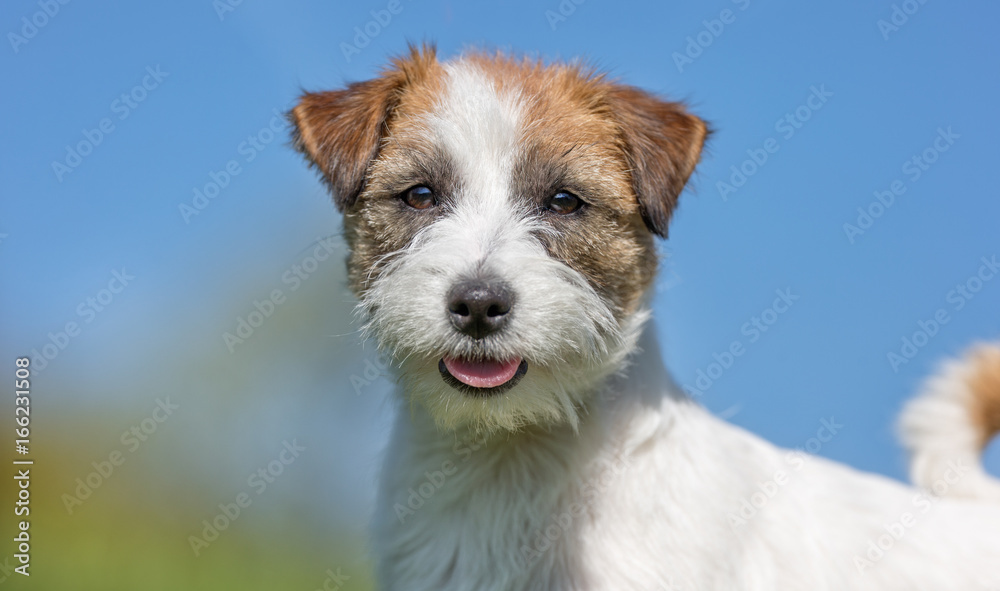 Jack Russell Terrier dog Jack Russell Terrier dog