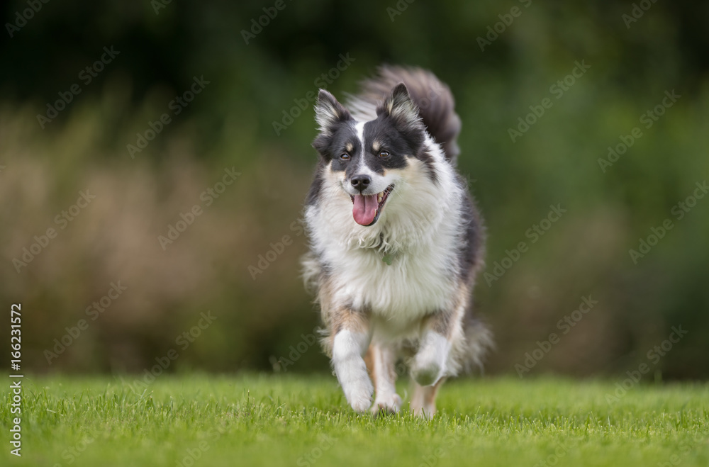 Icelandic sheepdog Icelandic sheepdog
