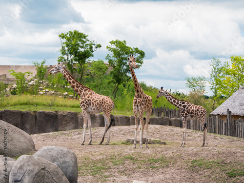 Family of three giraffes