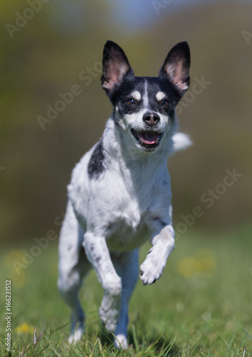 Danish swedish farm dog