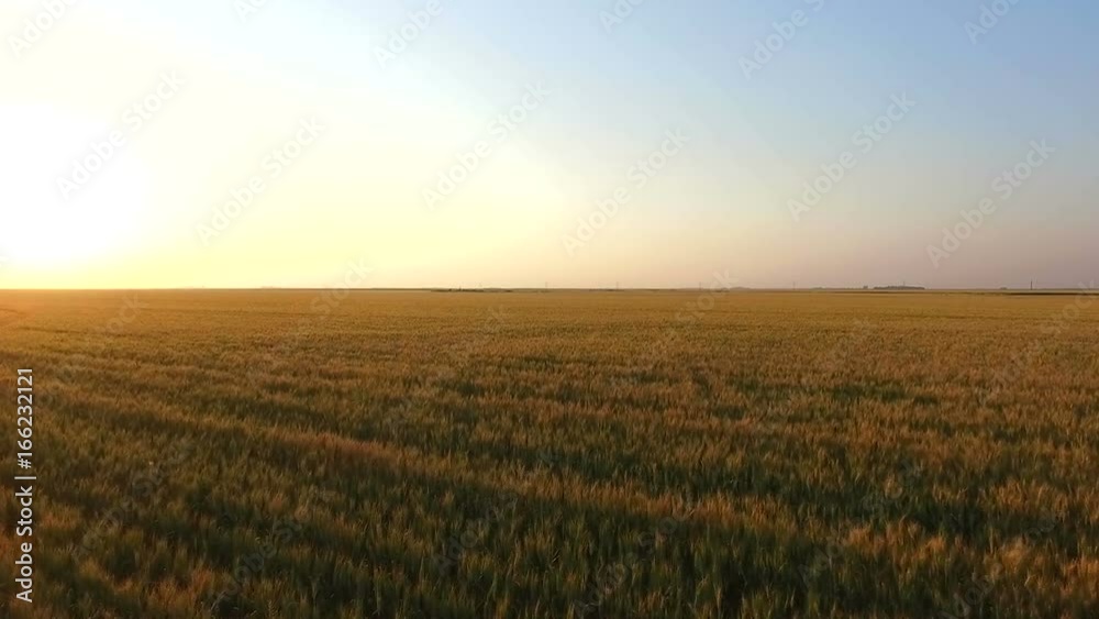 Golden Wheat Field at Sunset Aerial View