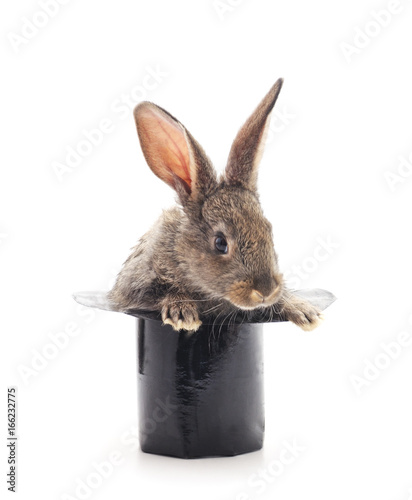 Rabbit in cylinder.
