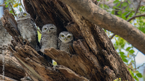 Spotted owlet - Owl (Athene brama) looking at us in nature at Wachirabenchathat Park, Thailand photo