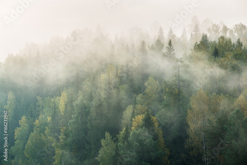 misty dawn in the national park deer streams © Alexander Gogolin