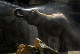 Afrikanischer Elefant nimmt ein Erfrischendes Bad
