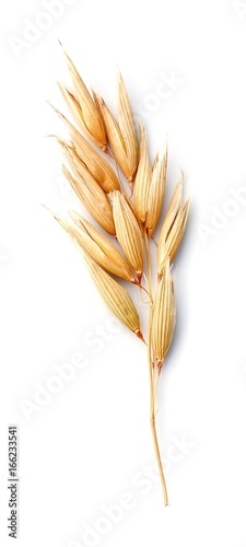 Oat plant isolated.