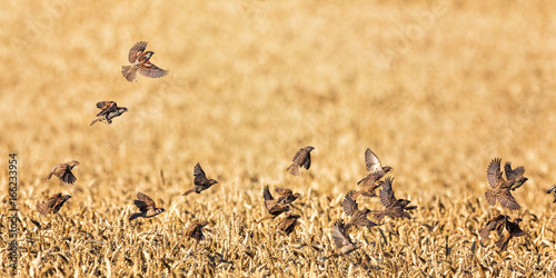 Sparrows in the Wheat (Passer domesticus and montanus)