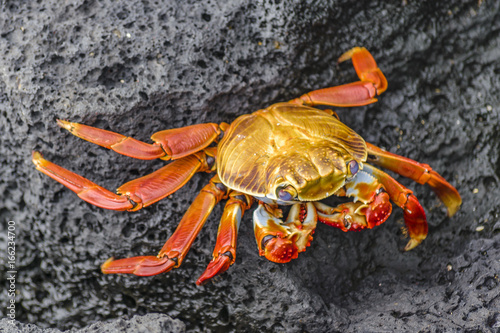 Colored Crab at Galapagos Island