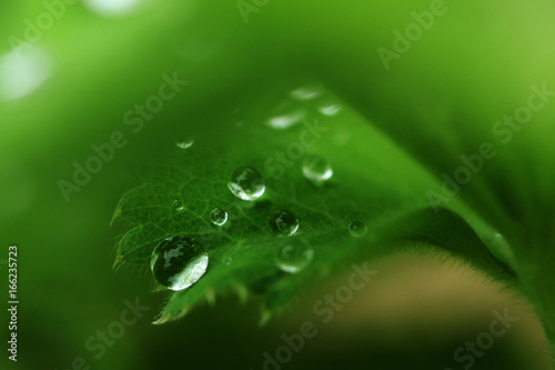 Water drops on garden plants