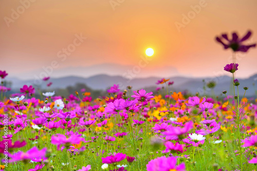 Beautiful pink flower Cosmos. With the evening light.Blake behind the mountain.Soft focus and background blurred