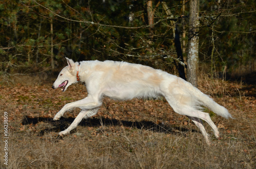 Running wolfhound dog