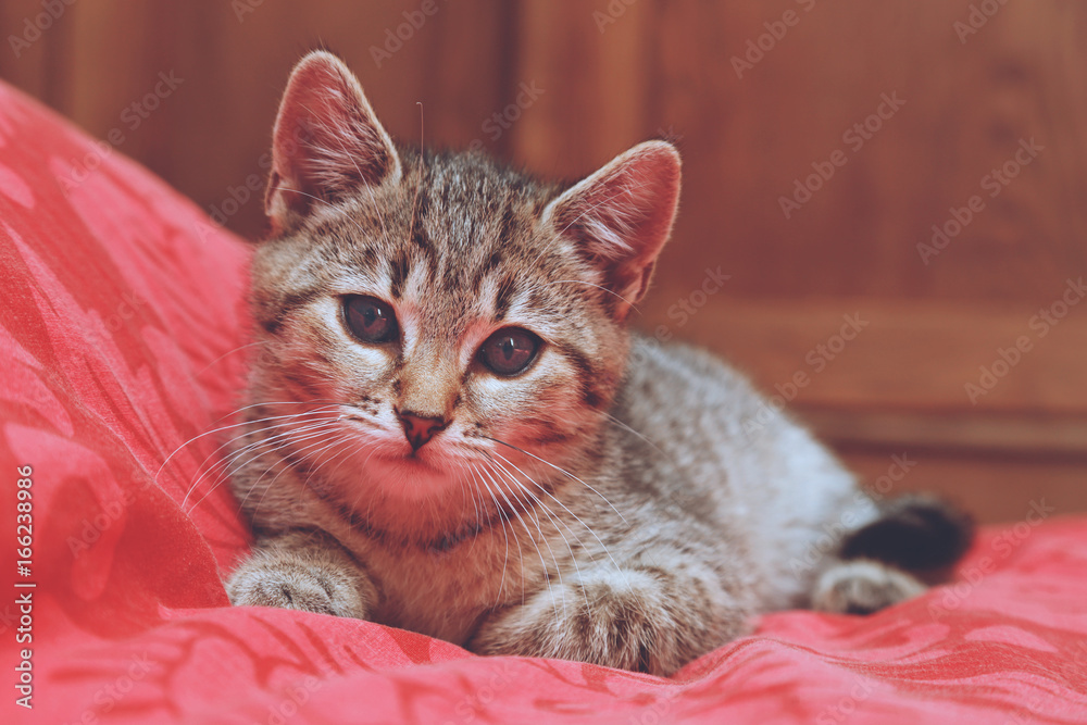 jeune chaton tigré tabby dans maison