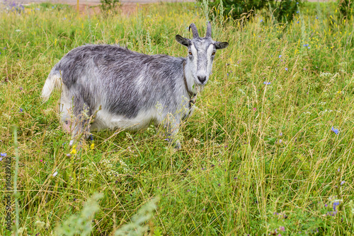 Gray goat in the green grass