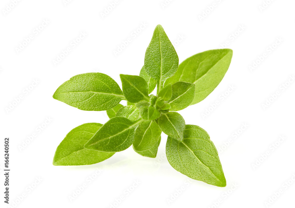 Fototapeta Basil leafs