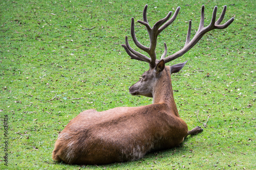 Deer with considerably antler
