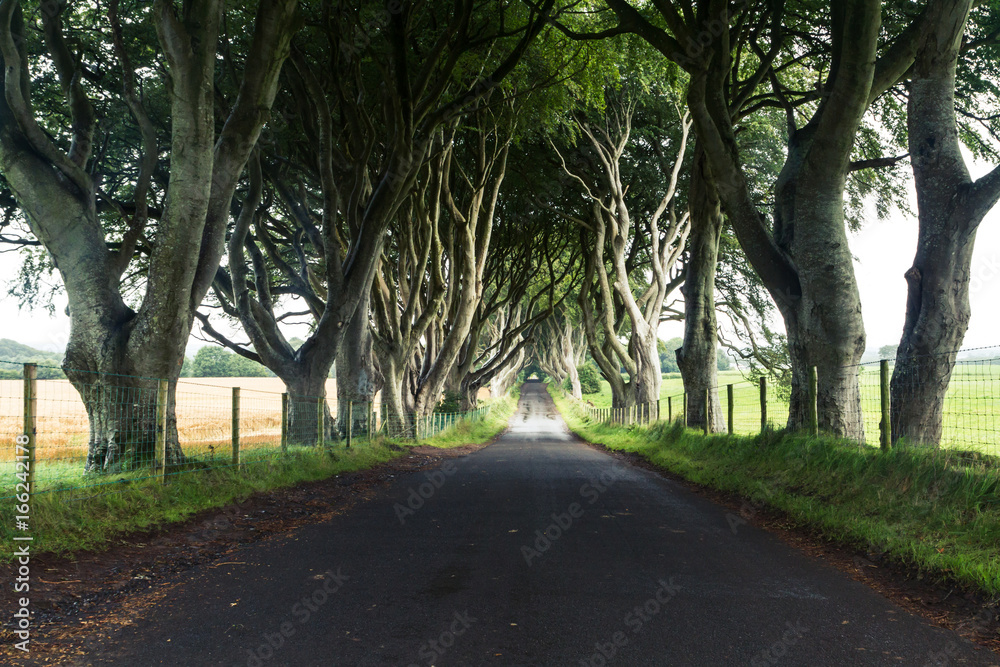 Fototapeta premium The Dark Hedges, Northern Ireland