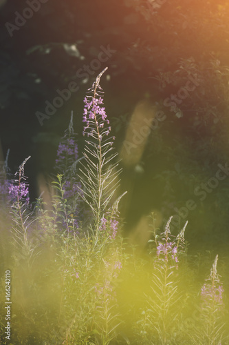 wild flowers natural summer...