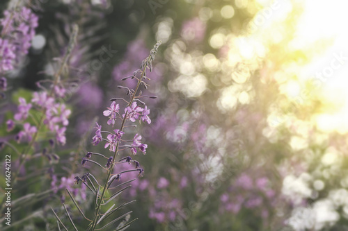 soft wildflowers background...