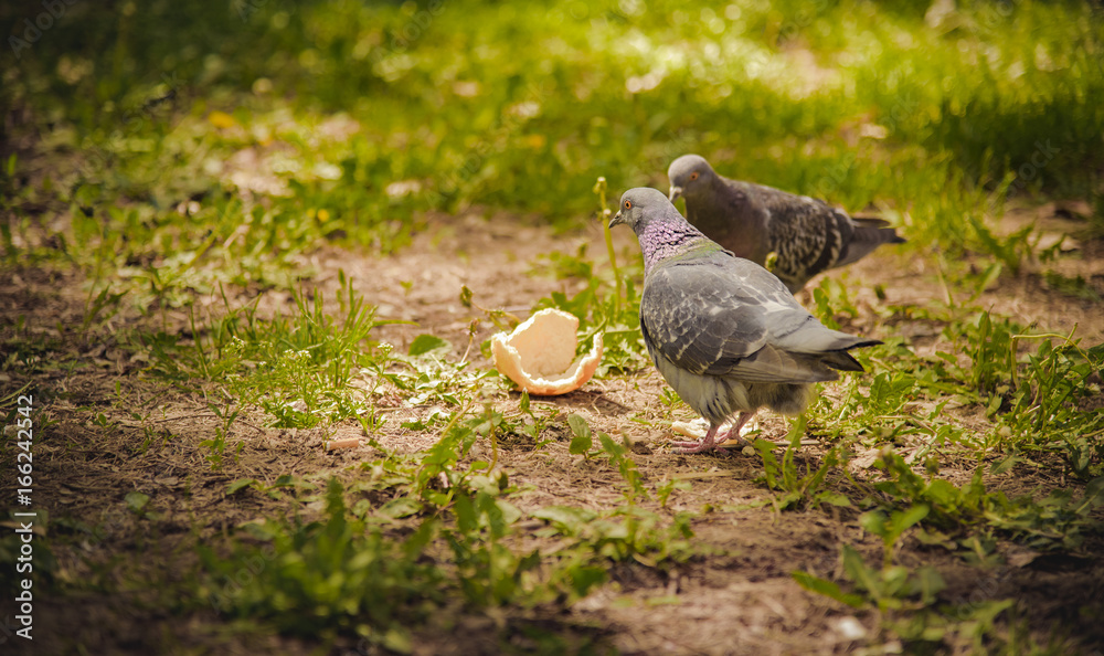 Fototapeta premium Pigeon looking for food in green grass