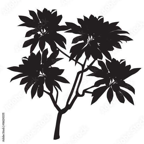 Plumeria plant silhouette black and white