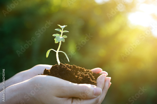 Young plant small tree sprout in hand on bokeh background