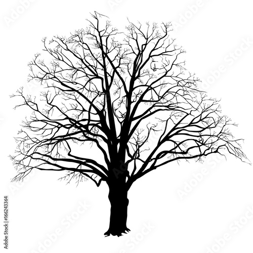 Oak tree silhouette with fallen leaves black and white © olsio