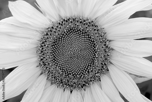 Tablou pe pânză Blossom of sunflower black-and-white image