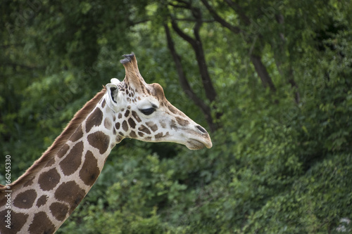 Close-up of Kordofan giraffe or Giraffa camelopardalis antiquorum also known as the Central African giraffe