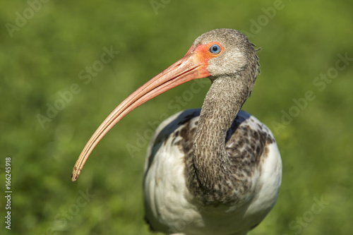Long beak of a young white ibis. Fototapeta