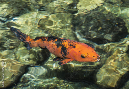 Bright orange and black koi fish signifying good luck and prosperity is swimming in clear rock-filled green water.