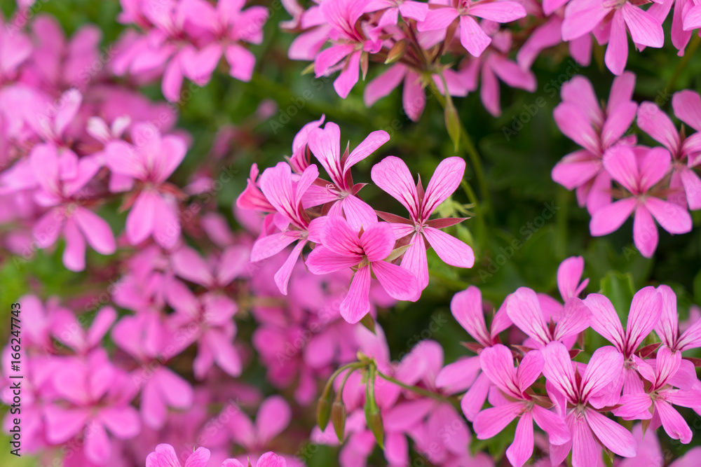 Geranien / Hängegeranien in einem Garten