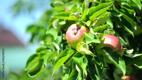 red and green apples on a tree in a gentle breeze. Fresh fruit in a farm garden