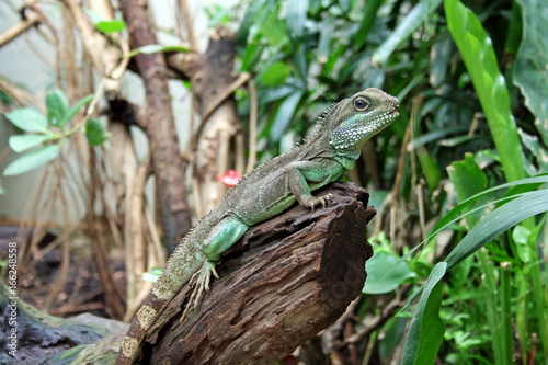 Lizard in zoo in Amsterdam