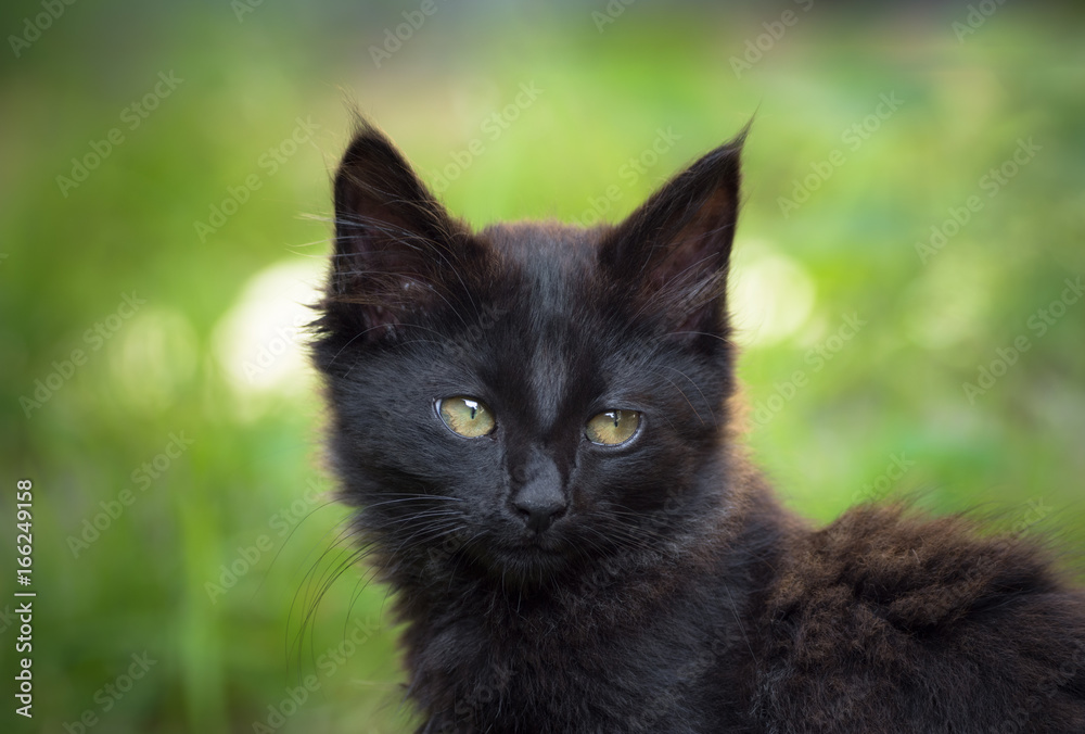 Chaton noir - black kitten