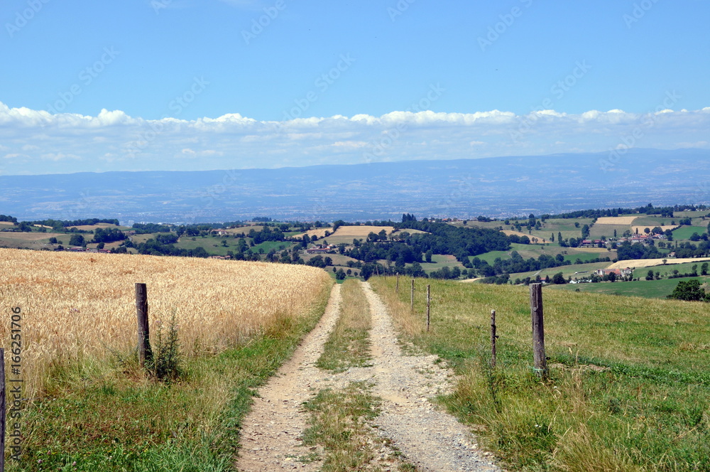 Countryside road in summer