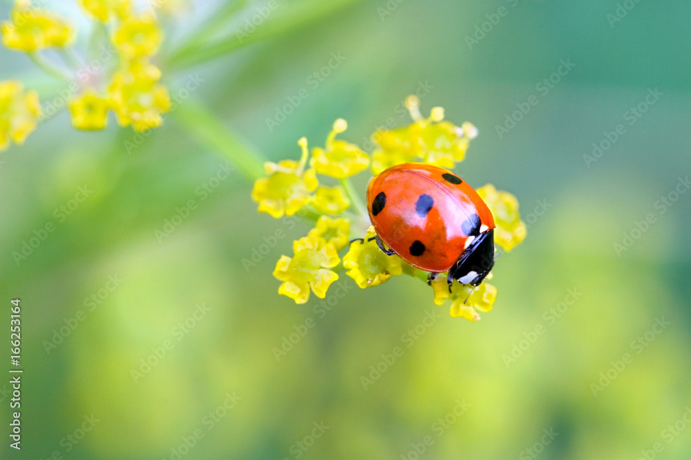 Naklejka premium close-up of a ladybug on little yellow flowers - summer beauty