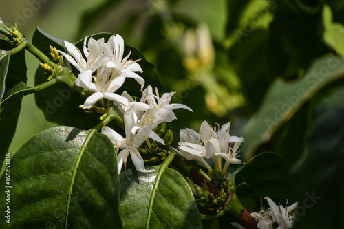 Flor del Cafe