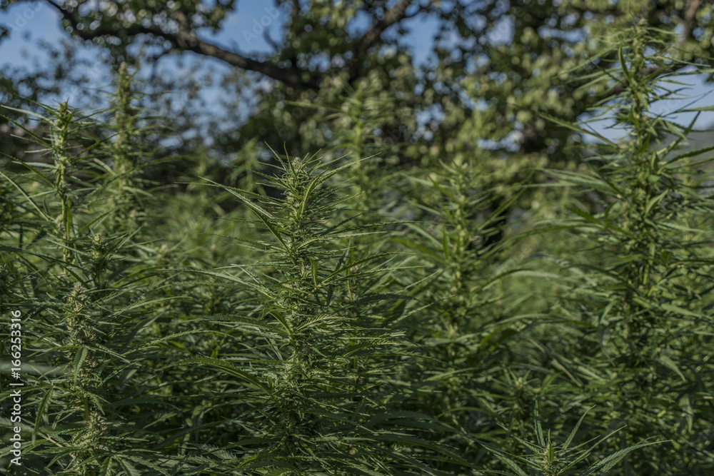 Technical variety of marijuana in beautiful summer day Technical variety of marijuana in beautiful summer day