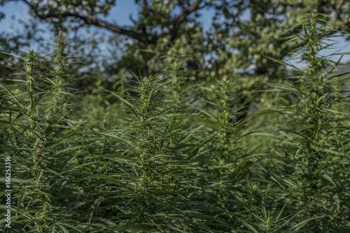 Technical variety of marijuana in beautiful summer day